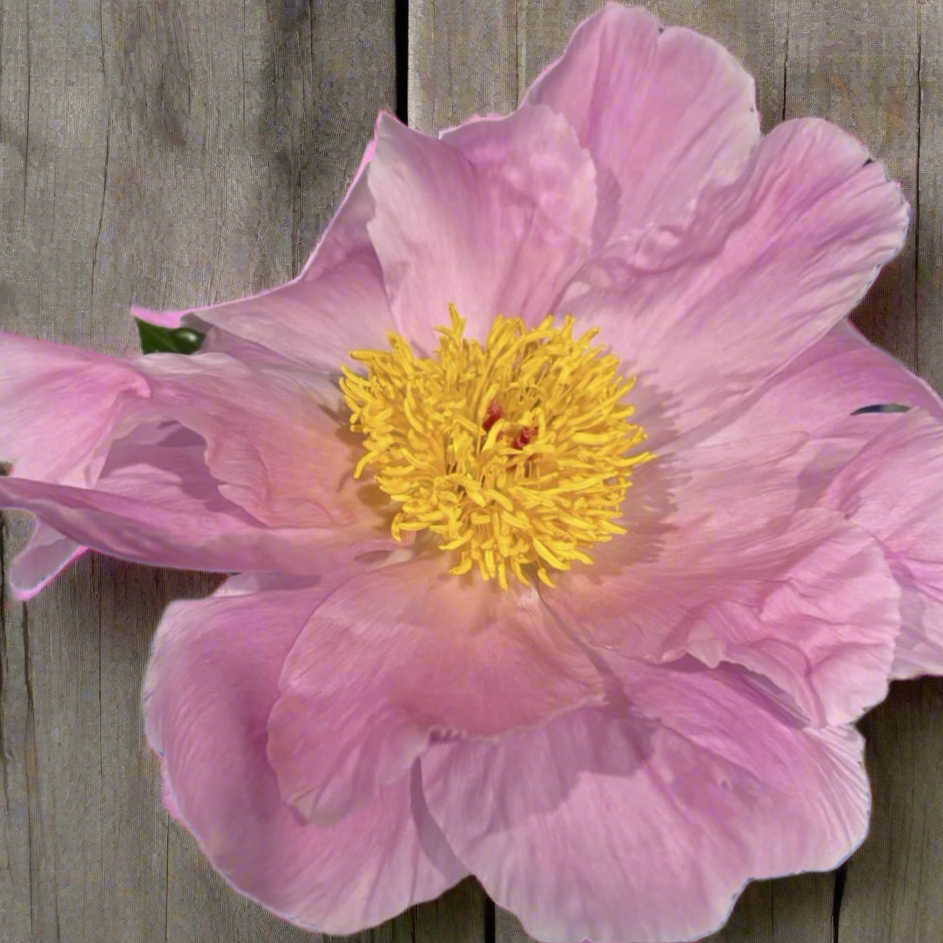 ‘Sea Shell’ – Heartfelt Peonies