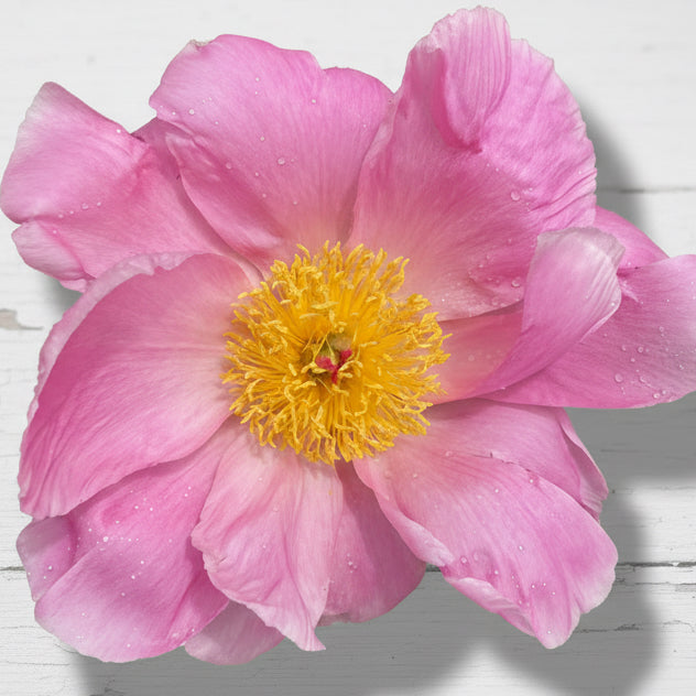 ‘Sea Shell’ – Heartfelt Peonies