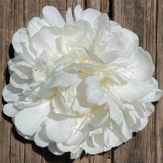 ‘White Ivory’