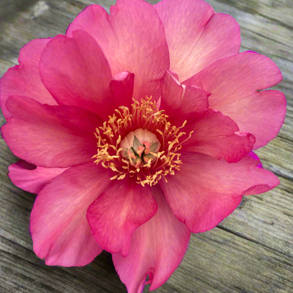 Itoh ‘Julia Rose’