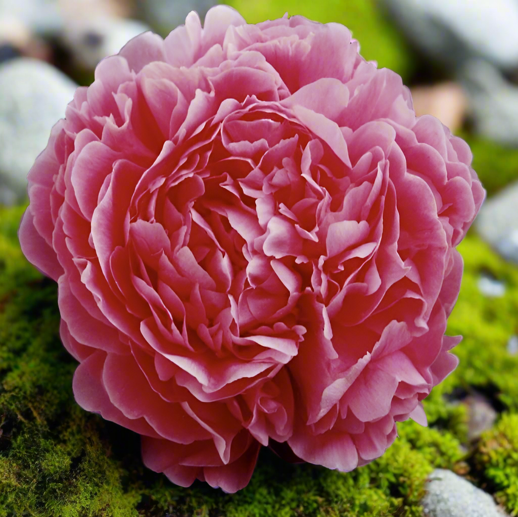 ‘Paul Bunyan’