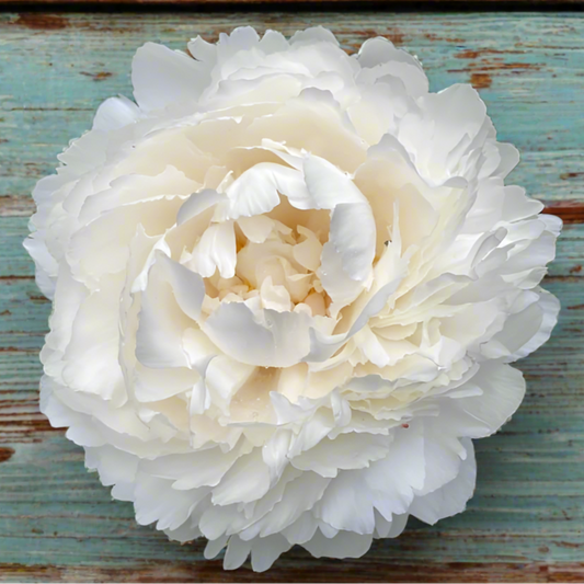 'Bowl of Cream'