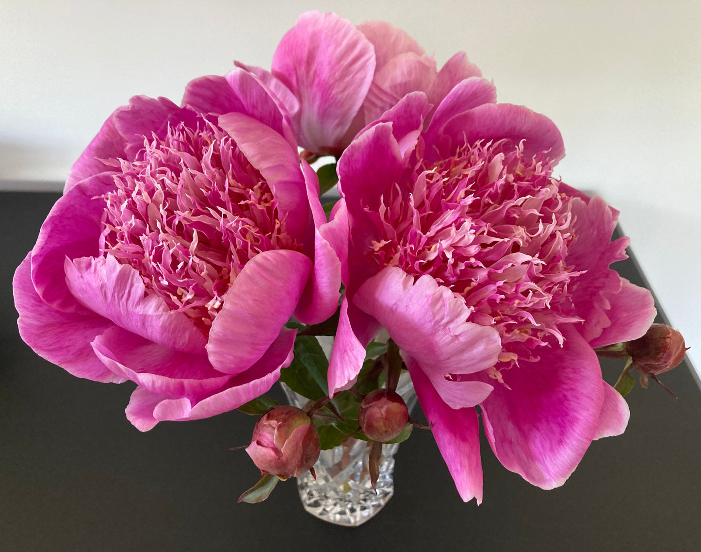 ‘Helen Sears’
