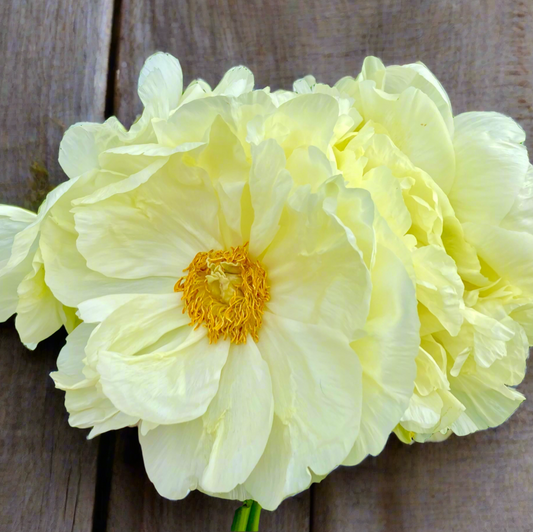 ‘Prairie Moon’