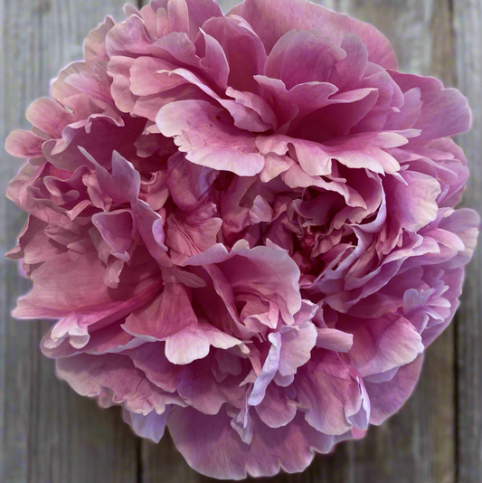 ‘Vivid Rose’