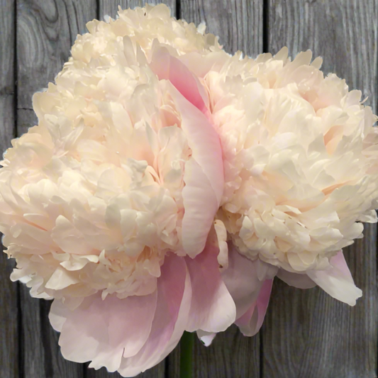 ‘Petticoat Flounce’