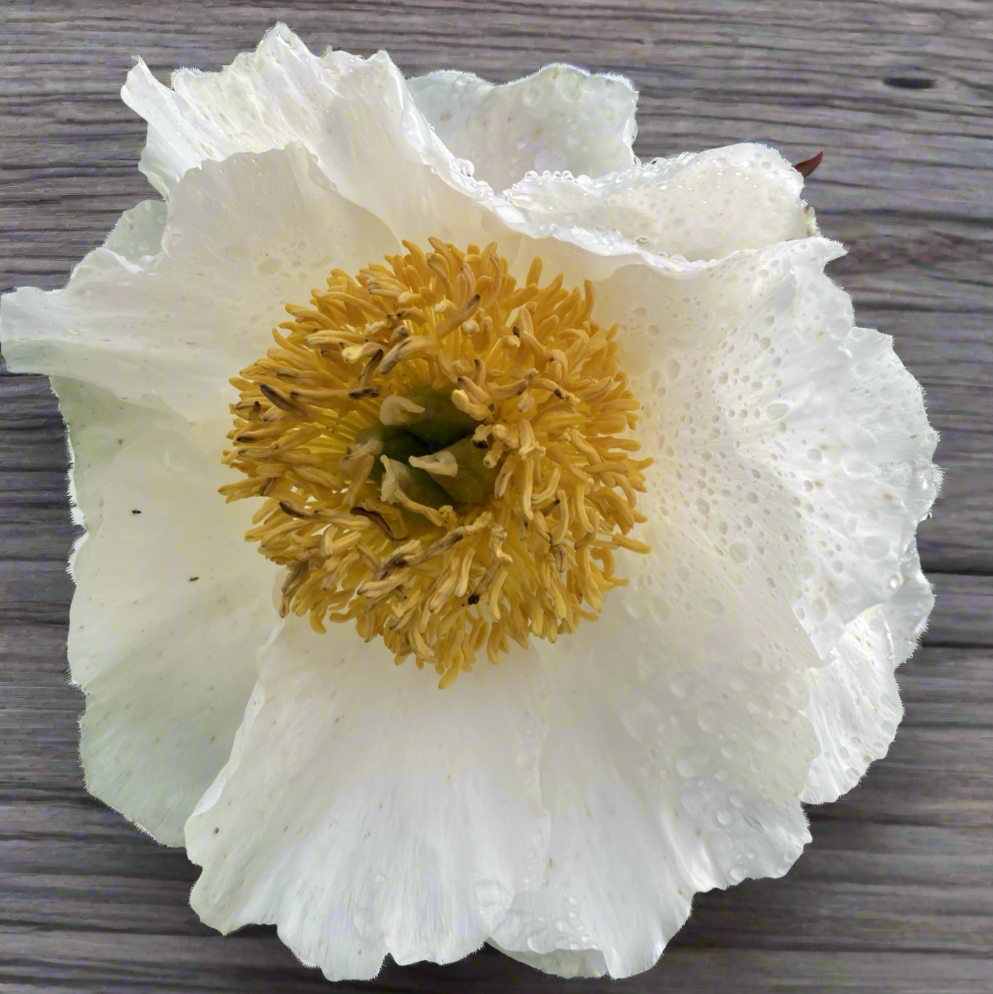 ‘Virginia Dare’