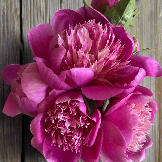 ‘Helen Sears’