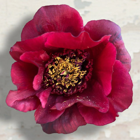 Paeonia delavayi