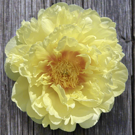 Itoh ‘Bartzella’