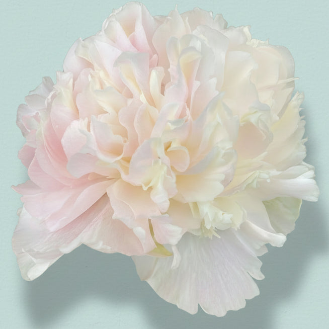 ‘Petticoat Flounce’