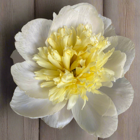 ‘Evelyn Tibbitts’