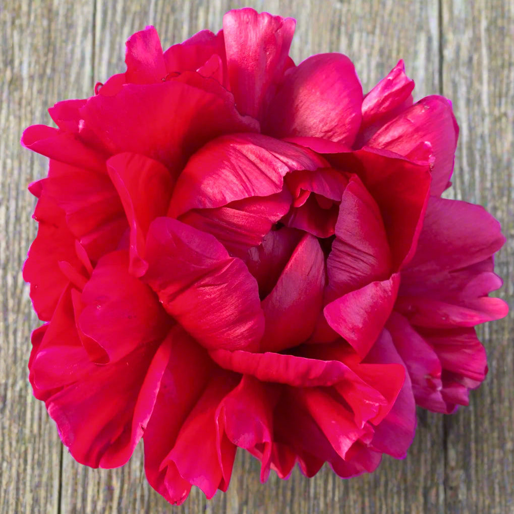 ‘Henry Bockstoce’