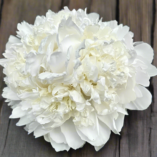 ‘White Charm’