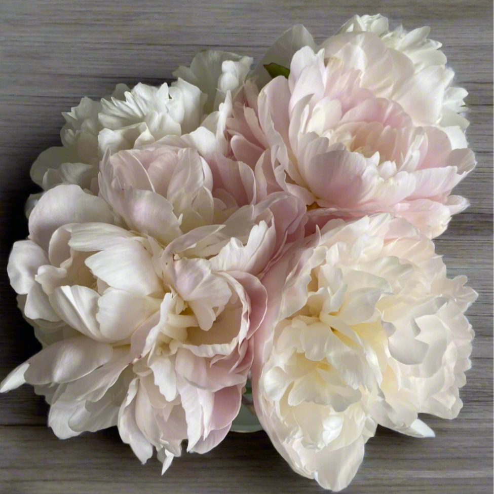 ‘Baroness Schroeder’