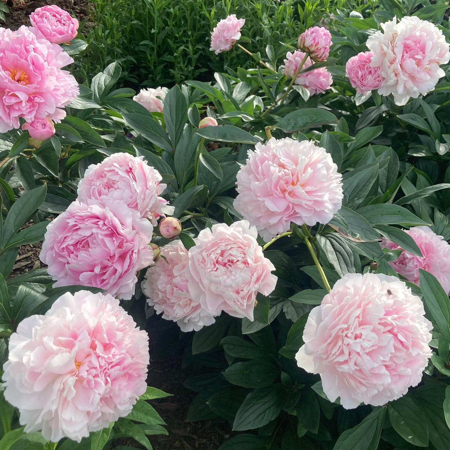 ‘Sarah Bernhardt’