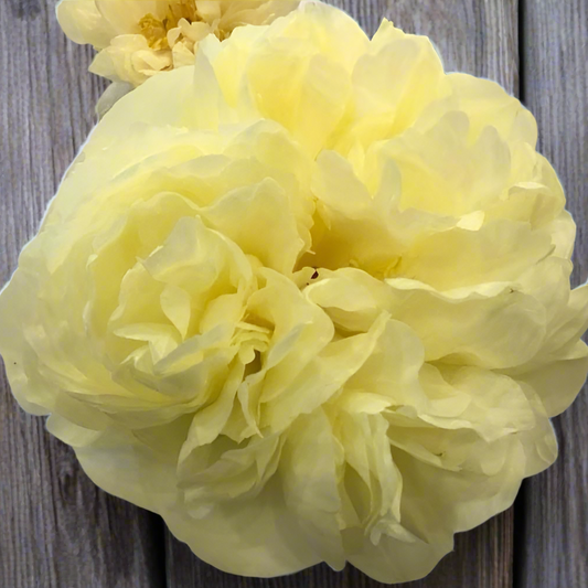 ‘Lemon Chiffon’