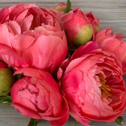 ‘Coral Sunset’