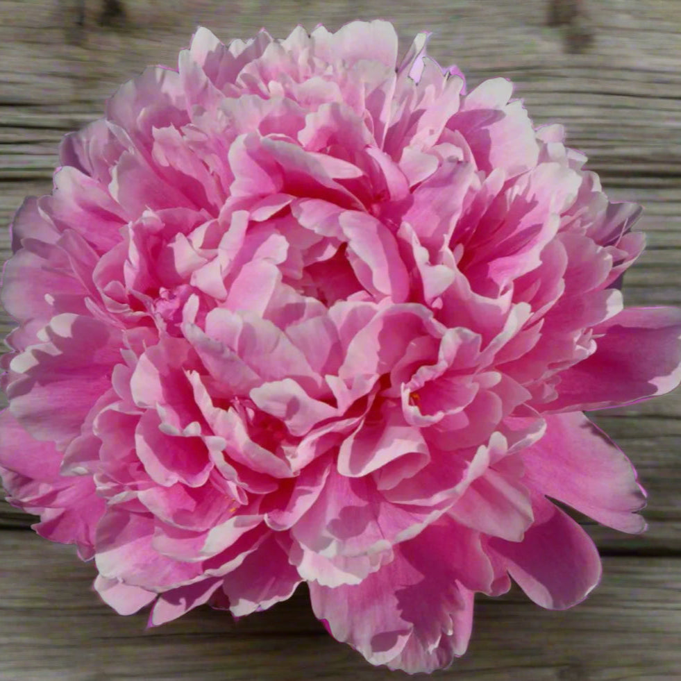 ‘Jadwiga’
