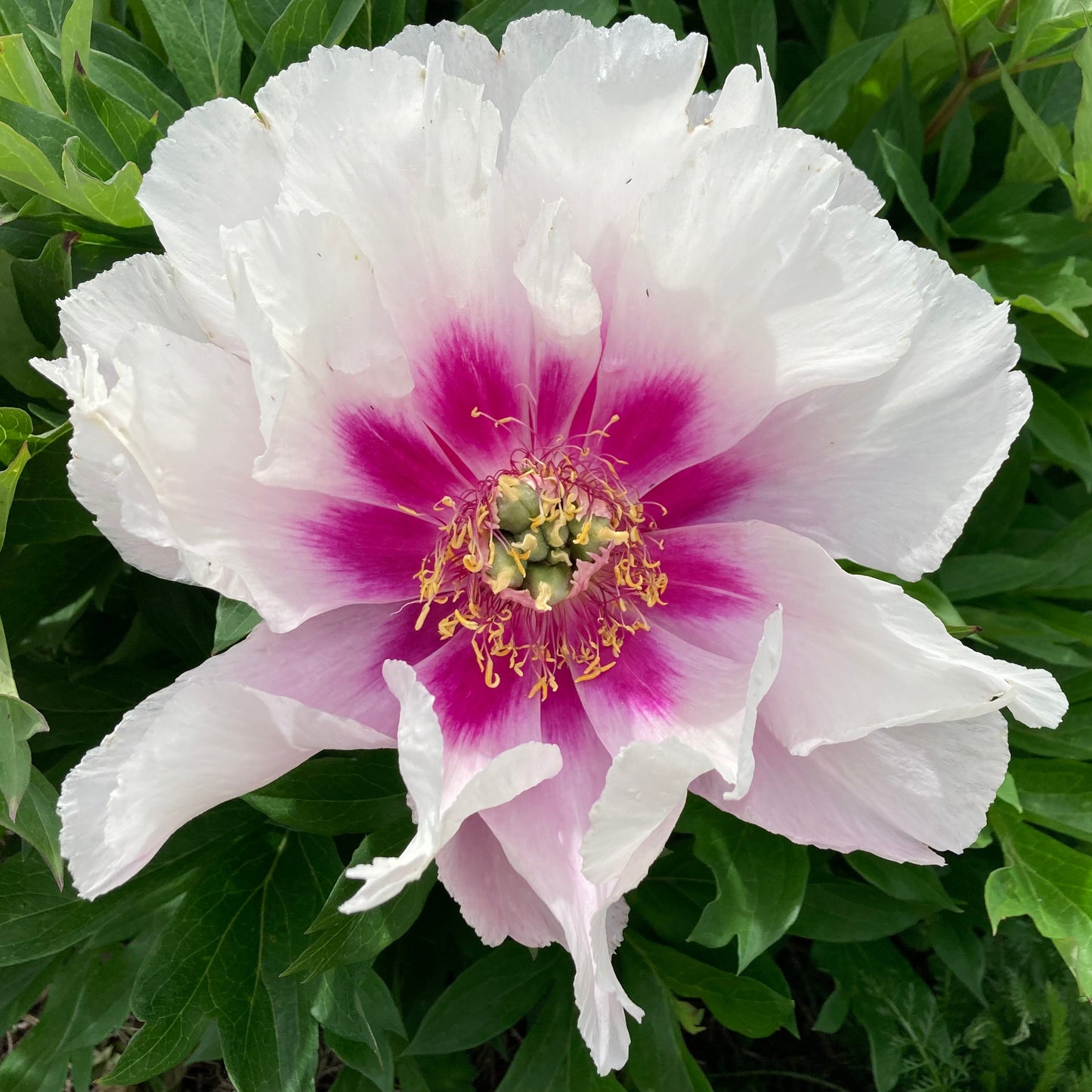 Itoh ‘Cora Louise’