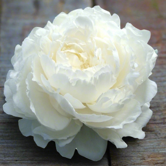 ‘Ann Cousins’