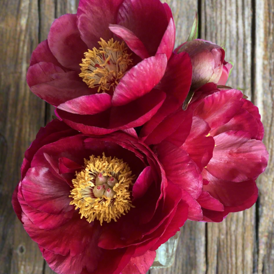 ‘Rosedale’