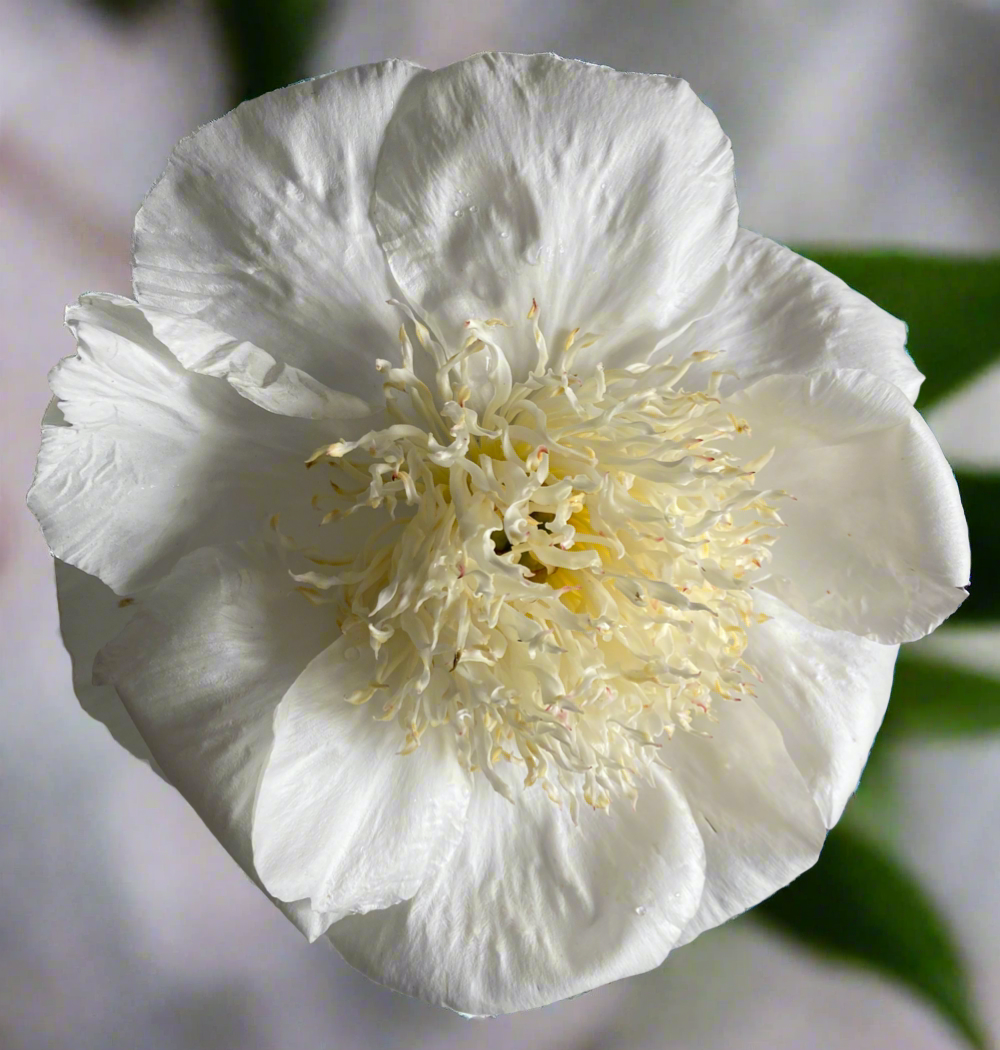 ‘Carrara’