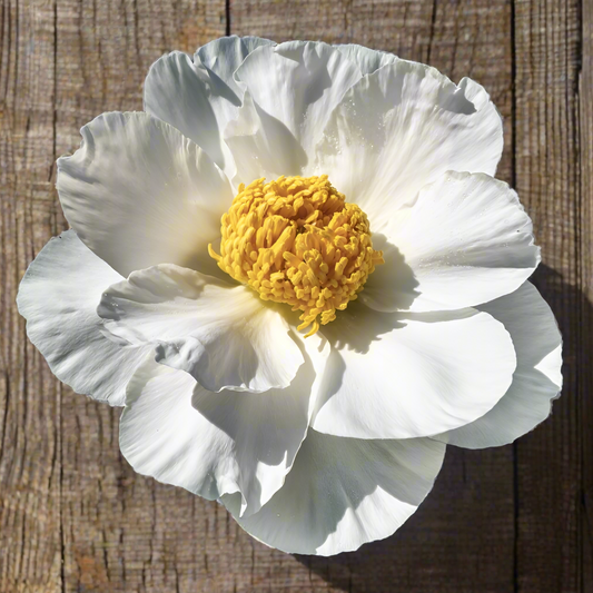 ‘Virginia Dare’