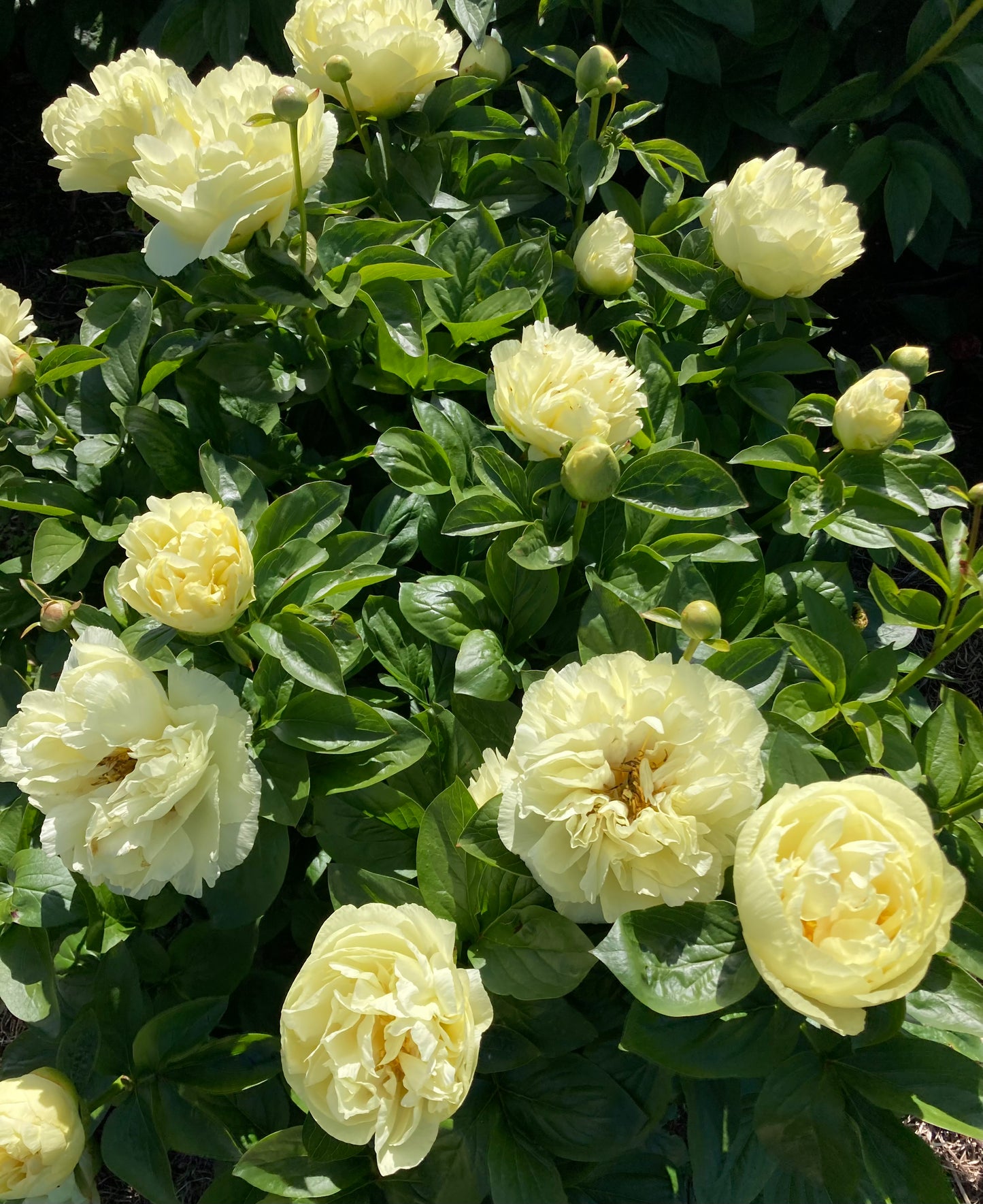 ‘Lemon Chiffon’