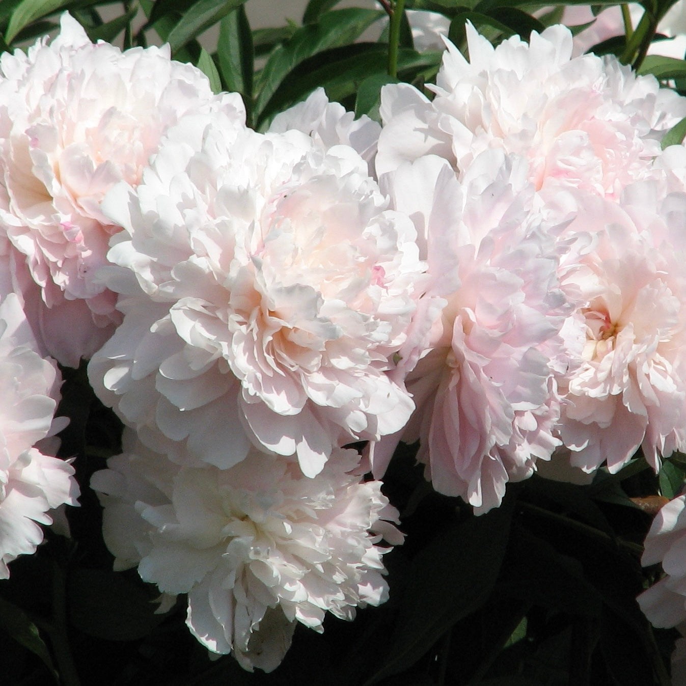 ‘Madame Calot’