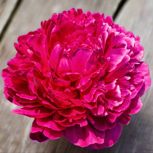 ‘Irwin Altman’