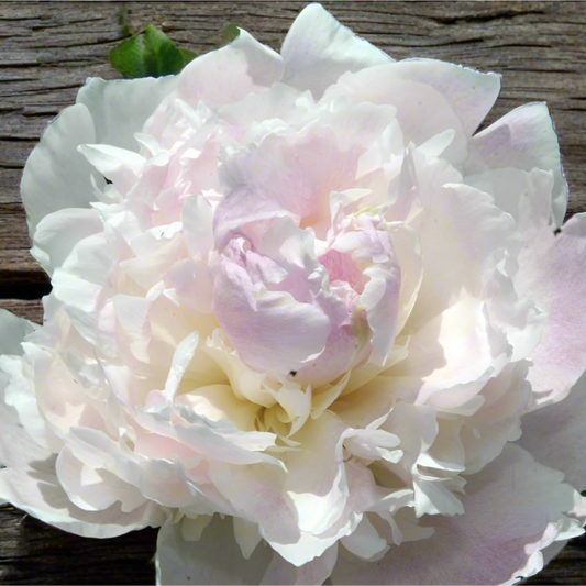 ‘Fairy’s Petticoat’