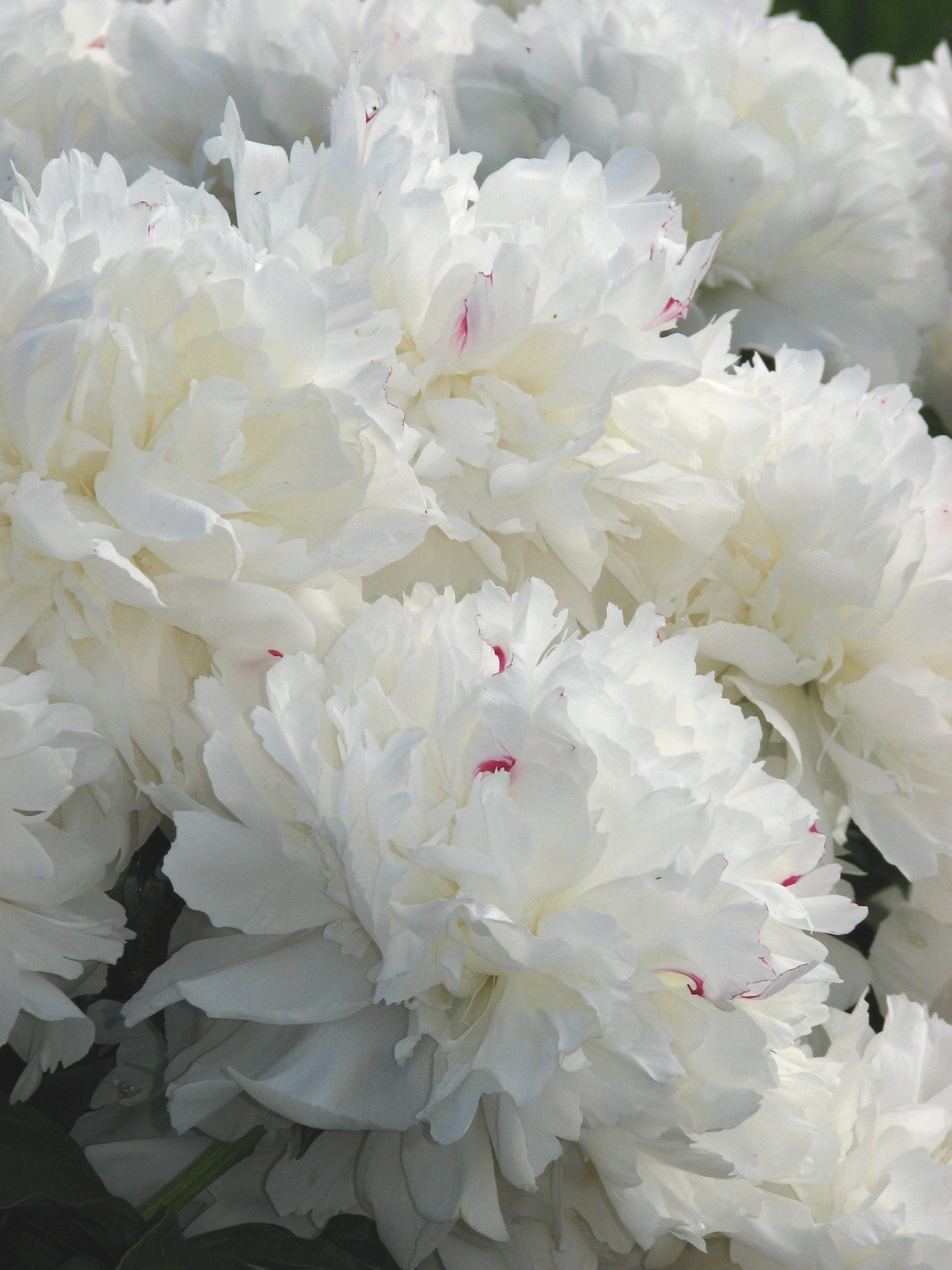 ‘Festiva Maxima’