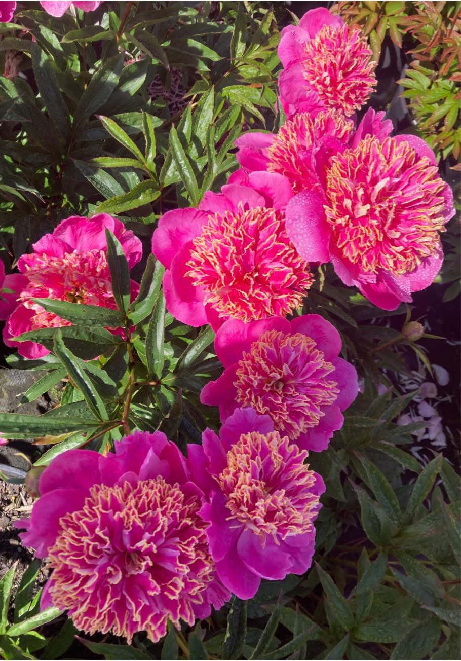 ‘Gilded Splendour’