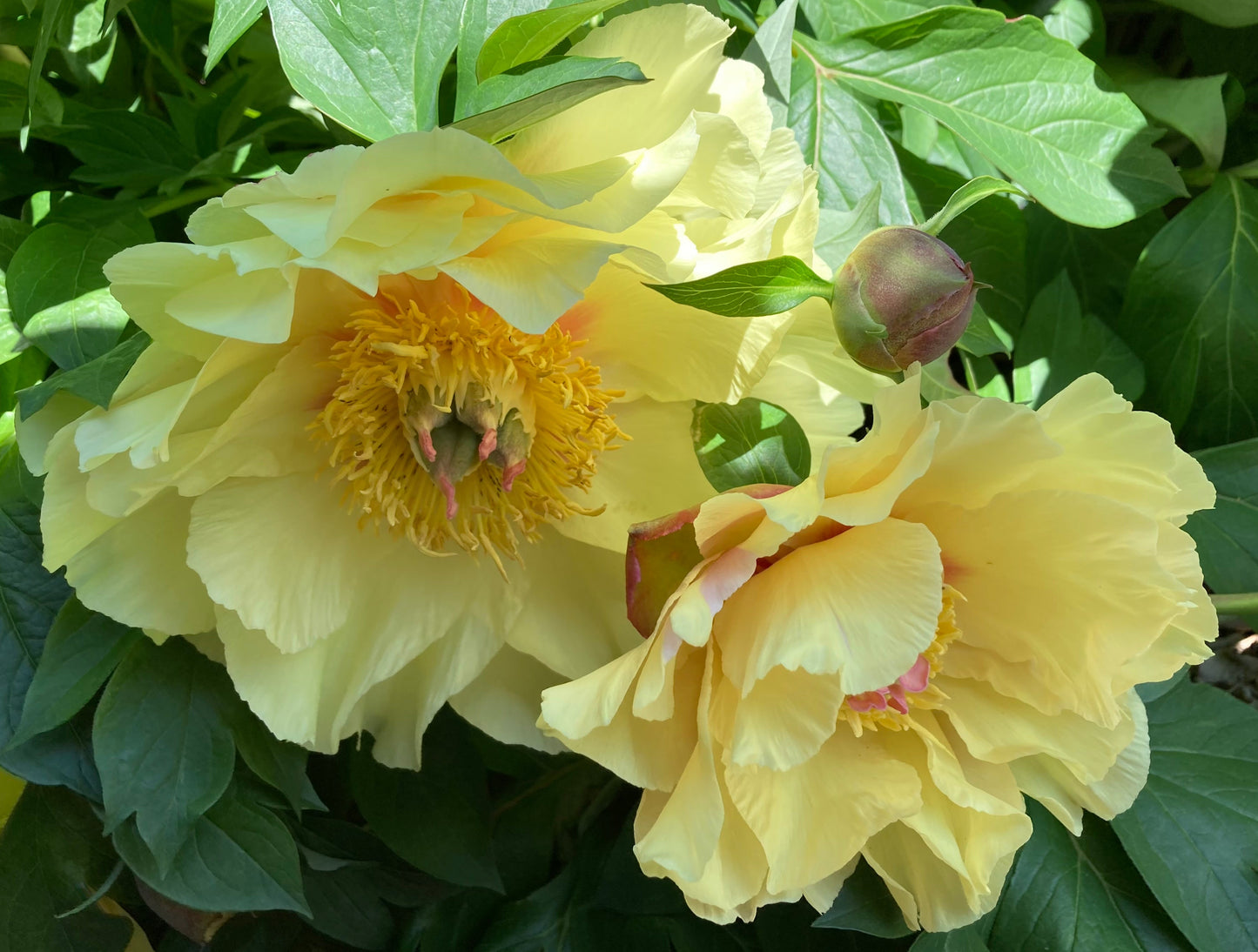 Itoh ‘Garden Treasure’