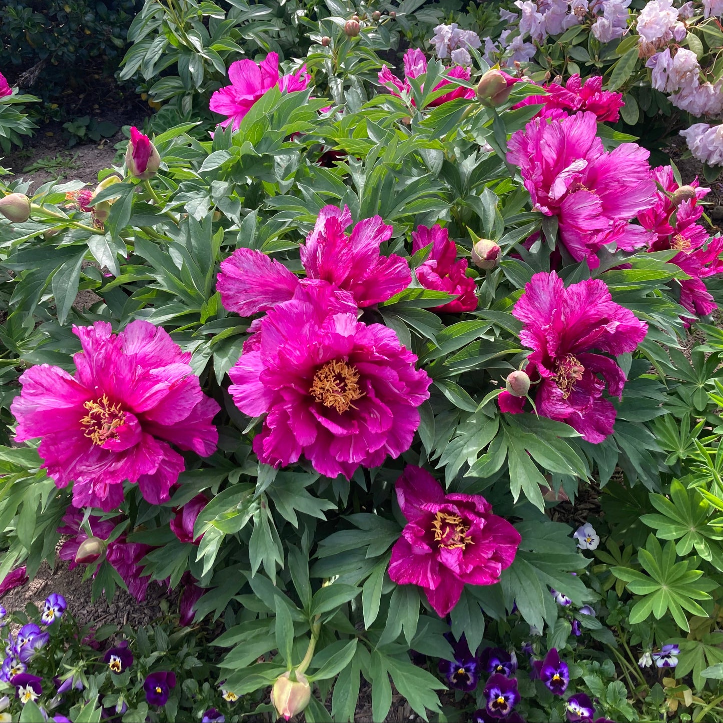 Itoh ‘Morning Lilac’