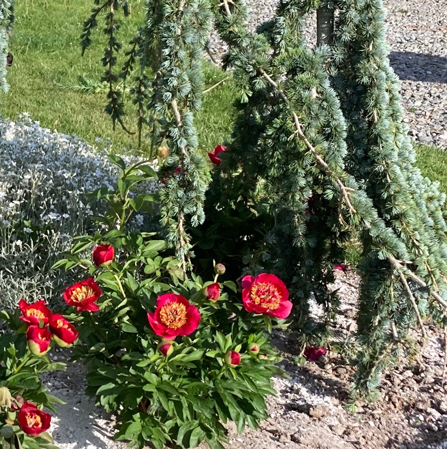 ‘Fairy Princess’