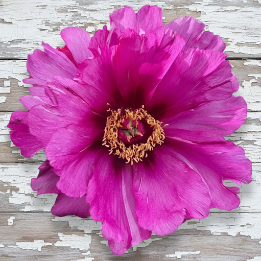 Itoh ‘Morning Lilac’