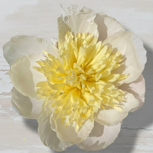 ‘Evelyn Tibbitts’