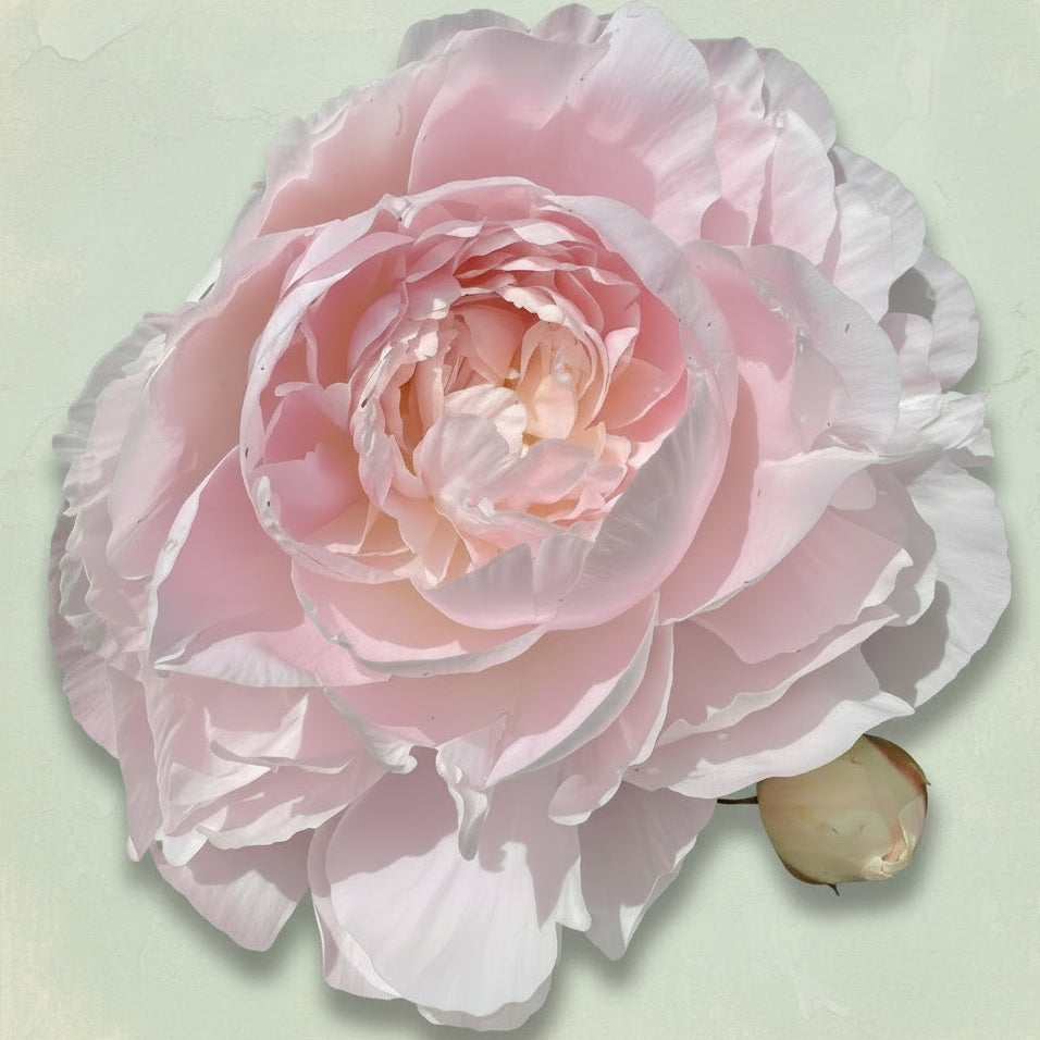 ‘Mrs. Franklin D. Roosevelt’