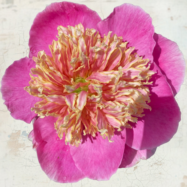 ‘Globe of Light’