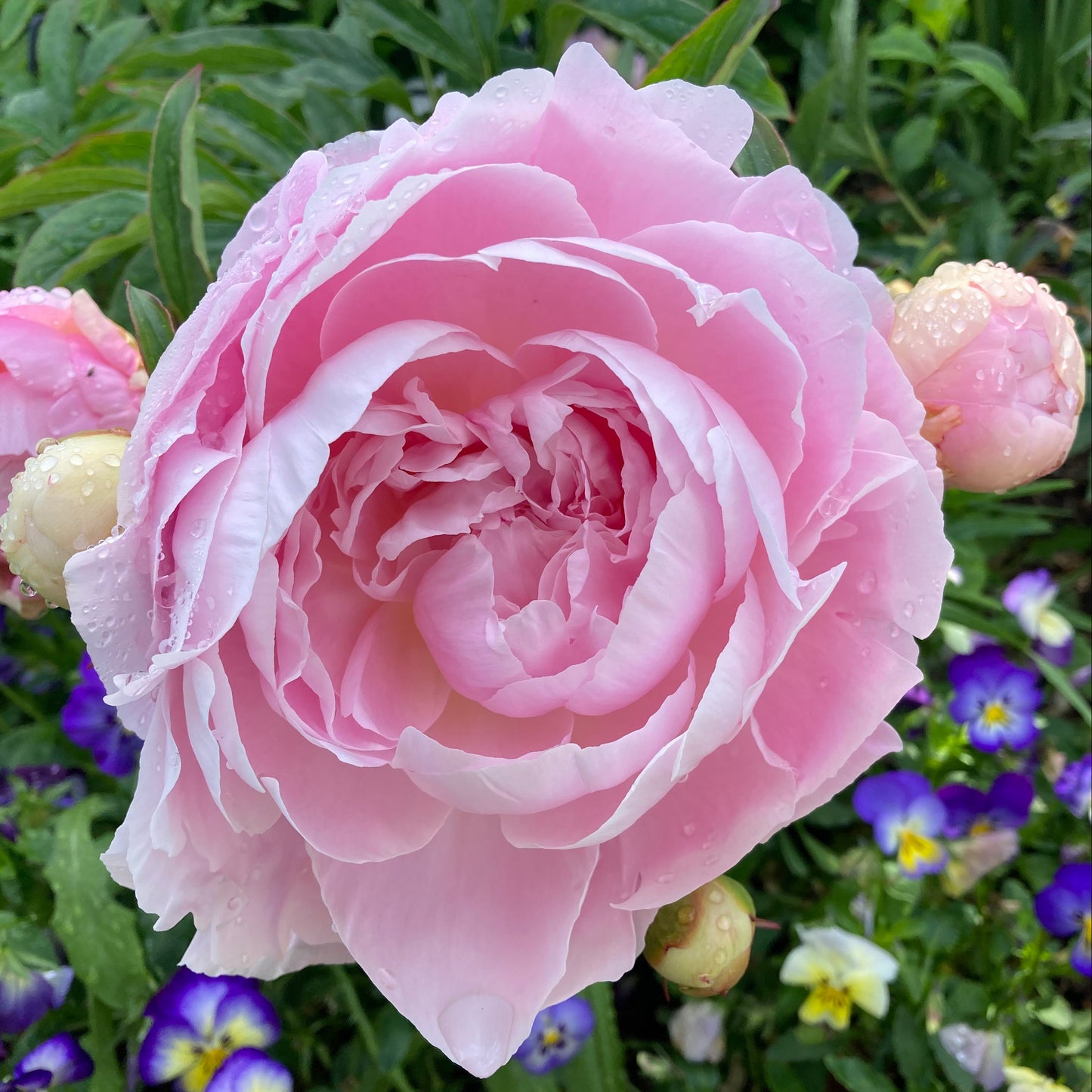 ‘Mrs. Franklin D. Roosevelt’