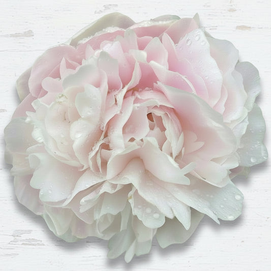 ‘Baroness Schroeder’