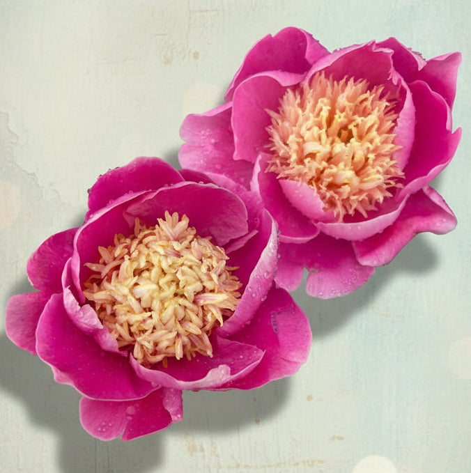 ‘Globe of Light’