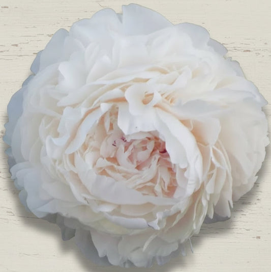 ‘Florence Nicholls’