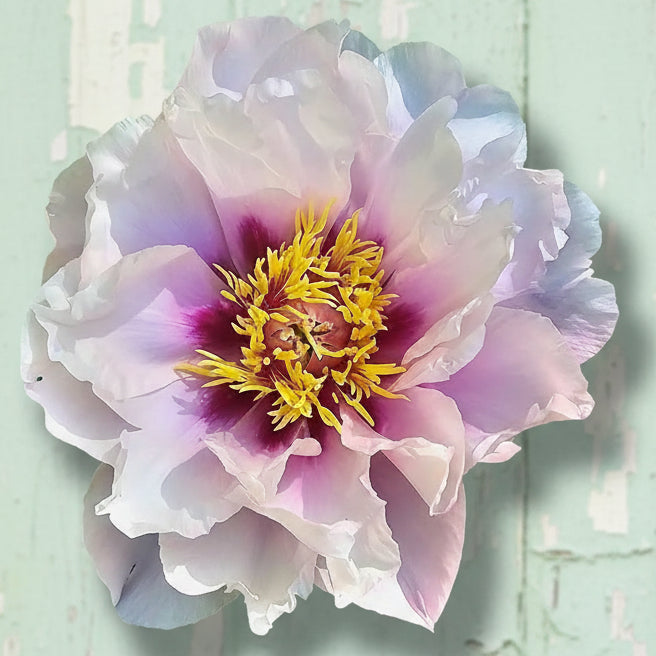 Itoh ‘Cora Louise’