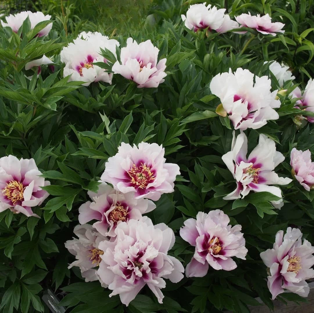 Itoh ‘Cora Louise’