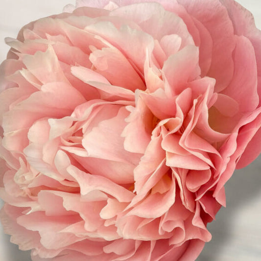 ‘Sweet Sensation’